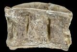 Cretaceous Fossil Fish (Xiphactinus) Vertebra - Kansas #113023-1